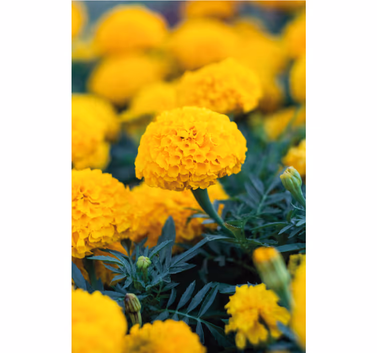 Çiçek desenli duvar kağıdı sarı marigold Çiçekleri - TenStickers