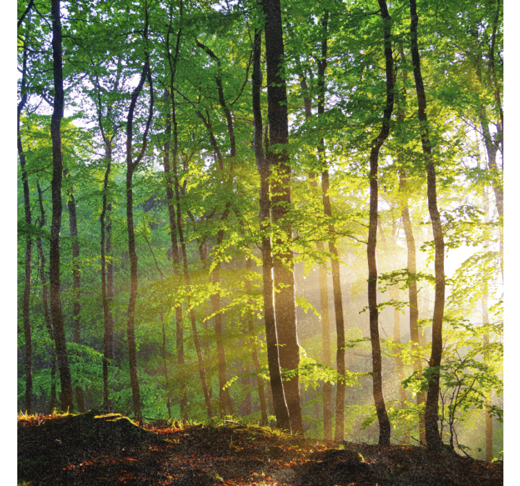 Ağaçlar stor perde ormanda doğal ışık - TenStickers