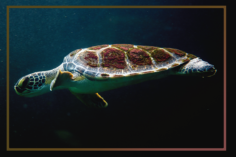 Yüzme kaplumbağa ev placemats - TenStickers