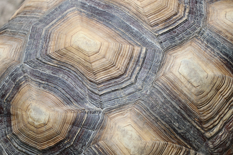 Kaplumbağa kabuğu kaplumbağa placemats - TenStickers