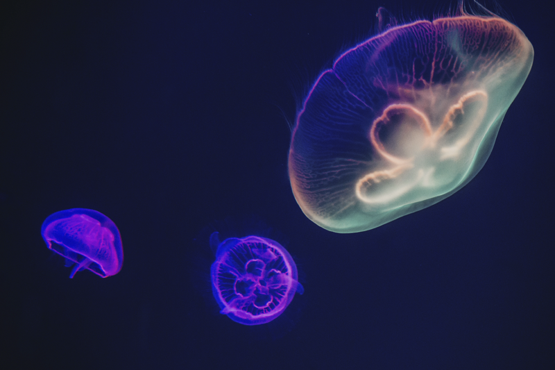 İsimli amerikan servis - renkli ahtapot teması - TenStickers