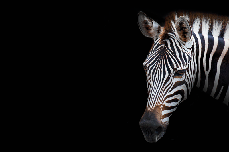 Orijinal amerikan servis zebra baş yakın Çekim - TenStickers