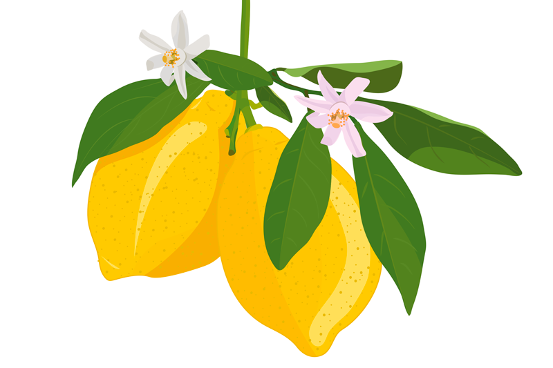 Orijinal amerikan servis limon dalı İllüstrasyonu - TenStickers