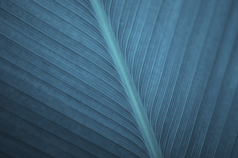 Büyük mavi gri yaprak modern placemats - TenStickers