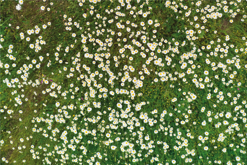 Doku efekti amerikan servis - taze Çiçek deseni - TenStickers