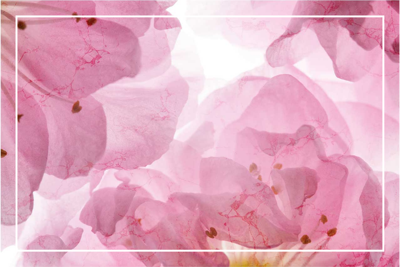 Zarif amerikan servis - yumuşak Çiçek deseni - TenStickers