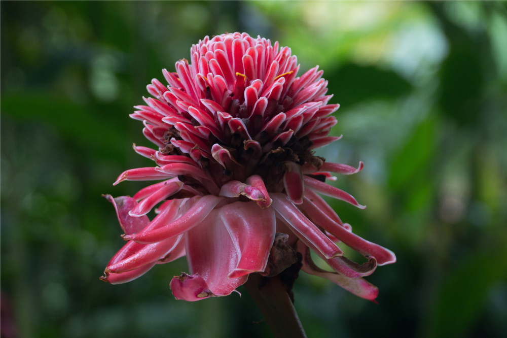 Orijinal amerikan servis tropikal Çiçek düzeni - TenStickers