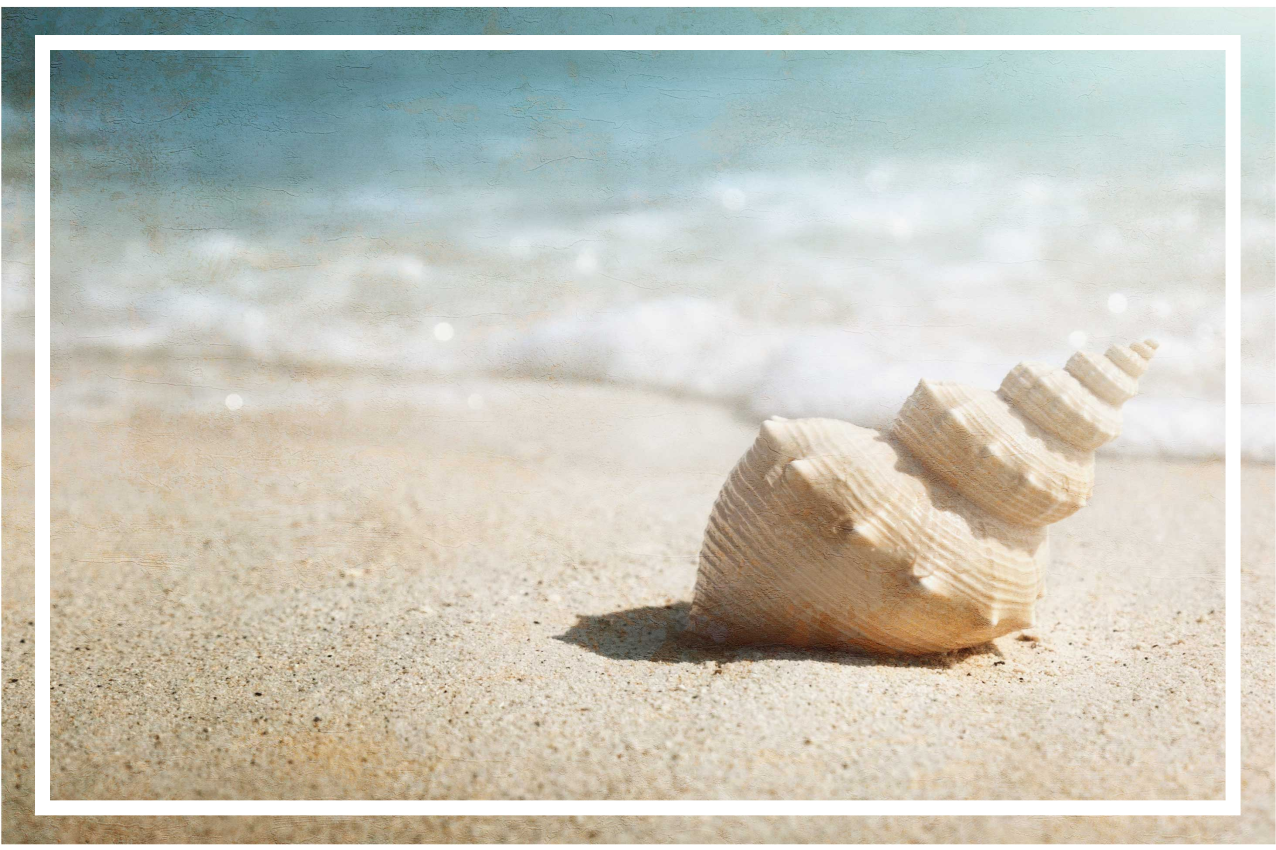 Zarif kabuk sergileme orijinal amerikan servis - TenStickers