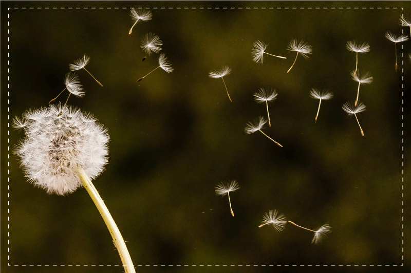 Orijinal amerikan servis dandelion fluff tohumları - TenStickers