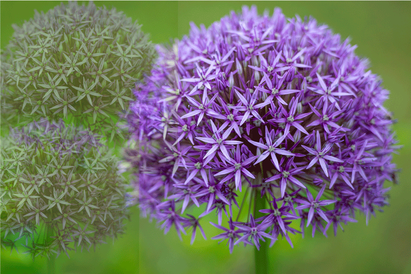 Doku efekti amerikan servis - canlı mor Çiçekler - TenStickers