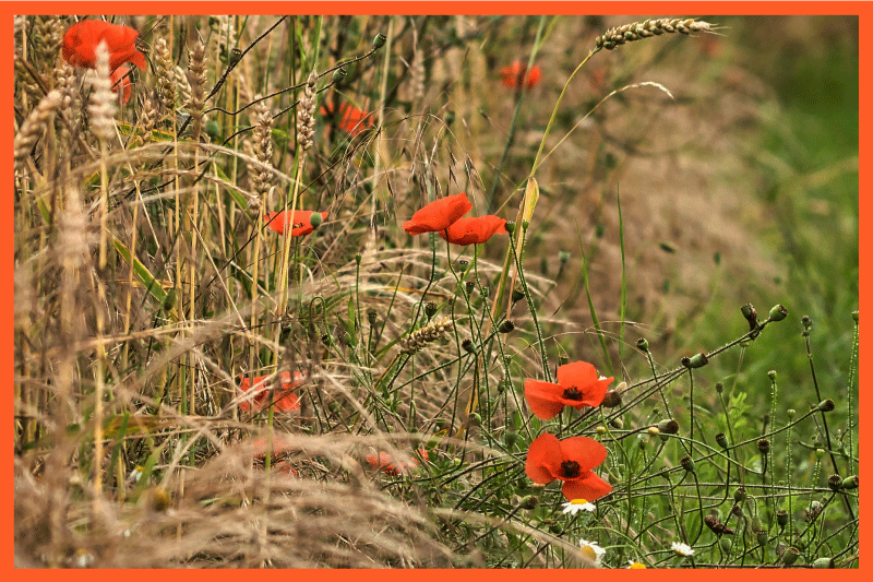 Çocuk amerikan servis - eğlenceli yemek düzeni - TenStickers