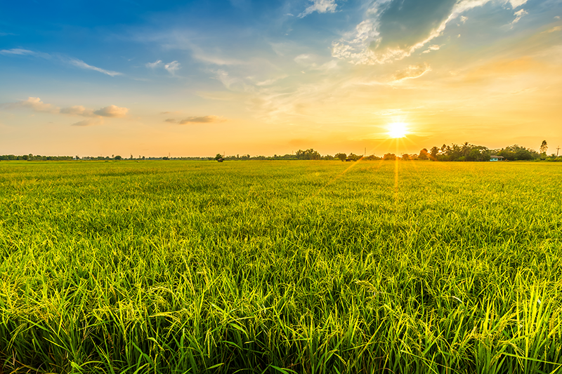 Sunset rice field isimli amerikan servis - TenStickers