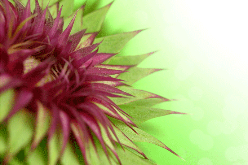 Çiğdem zarif amerikan servis - TenStickers