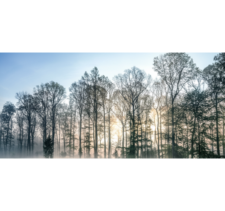 Orman duvar resmi misty morning meadow - TenStickers