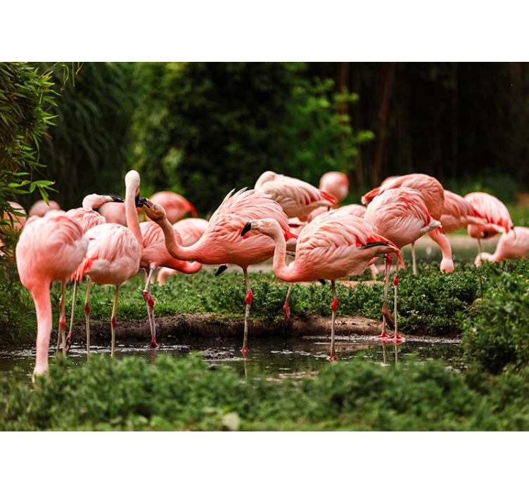 Flamingo grubu duvar resmi - TenStickers