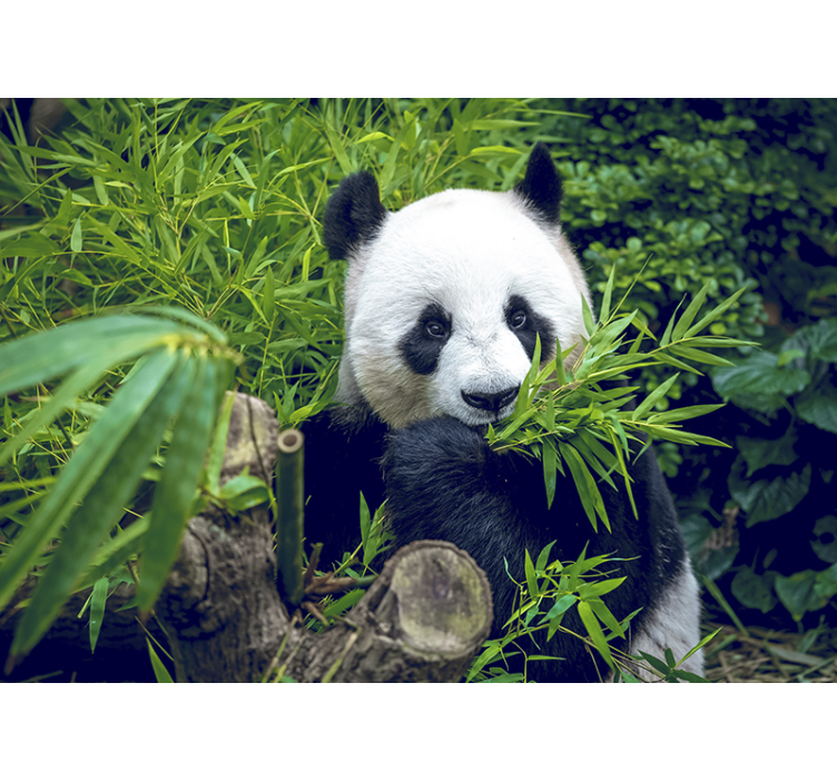 Bambu duvar resmi panda bir gölge - TenStickers