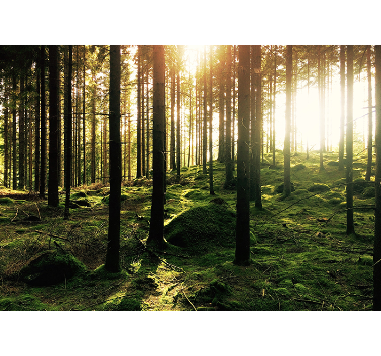 Saklanma orman duvar resmi - TenStickers