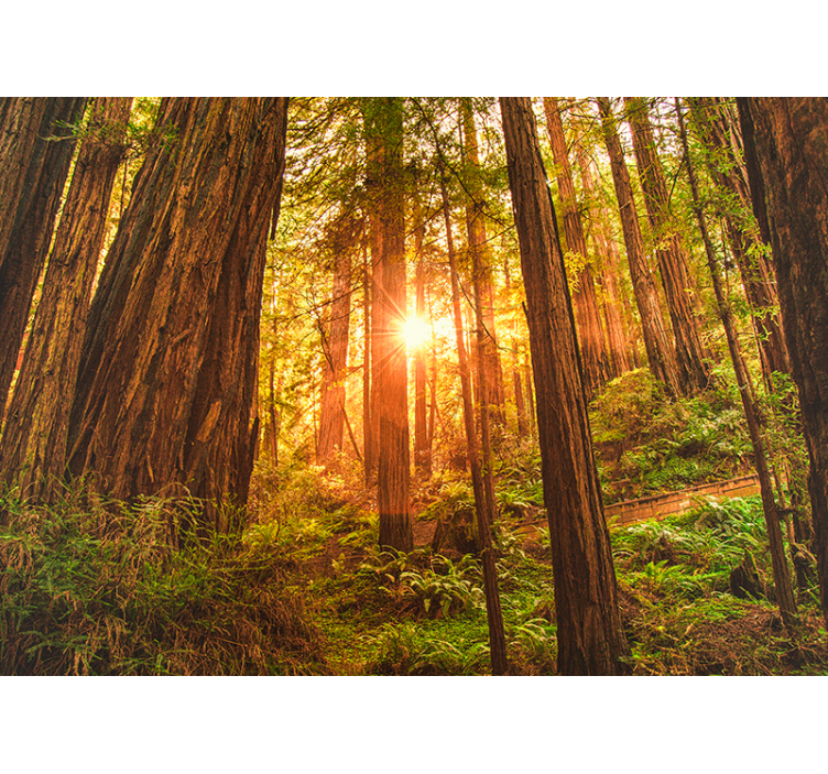 Mistik sabah orman duvar resmi - TenStickers