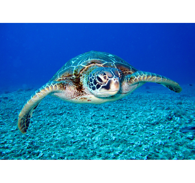 Hawksbill deniz kaplumbağası hayvan duvar resmi - TenStickers