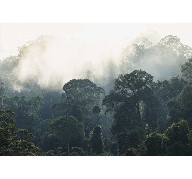 Orman arka plan doğa duvar resmi - TenStickers