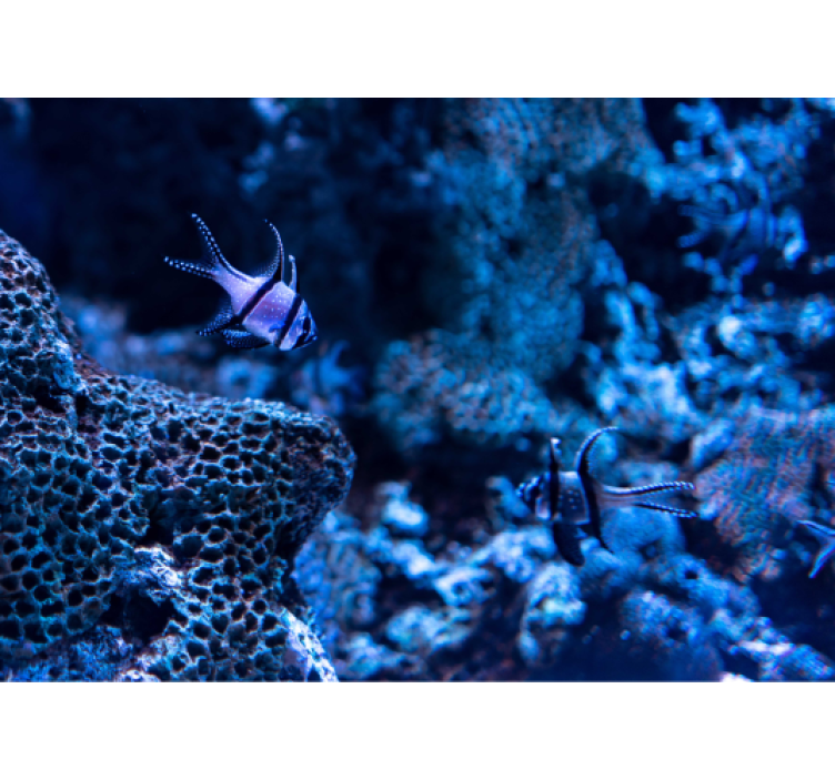 Deniz duvarının altında derin okyanusta yaşam - TenStickers