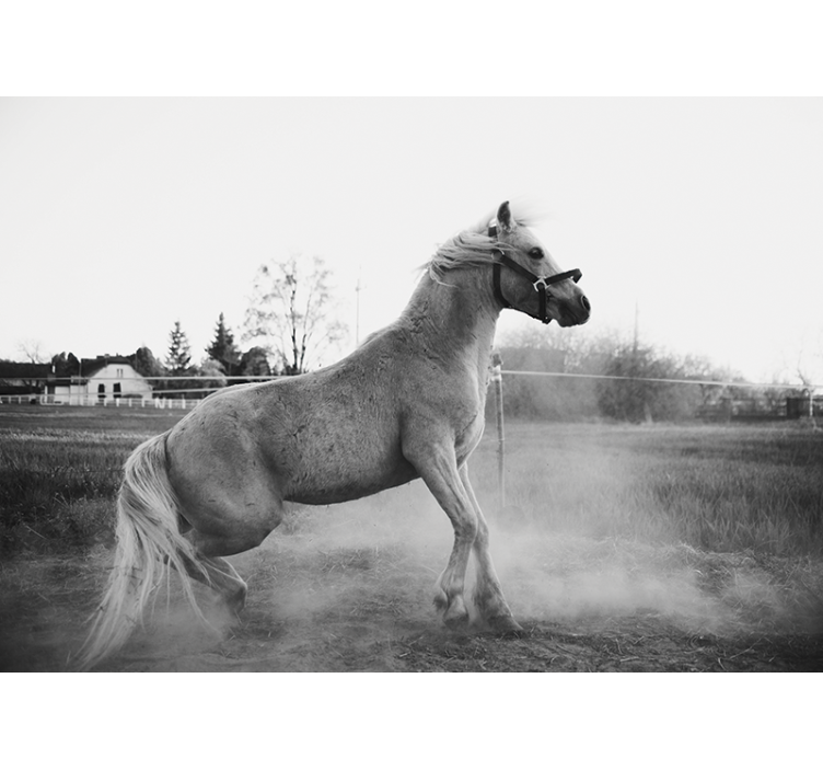 Hayvan duvar resmi koşan pony - TenStickers