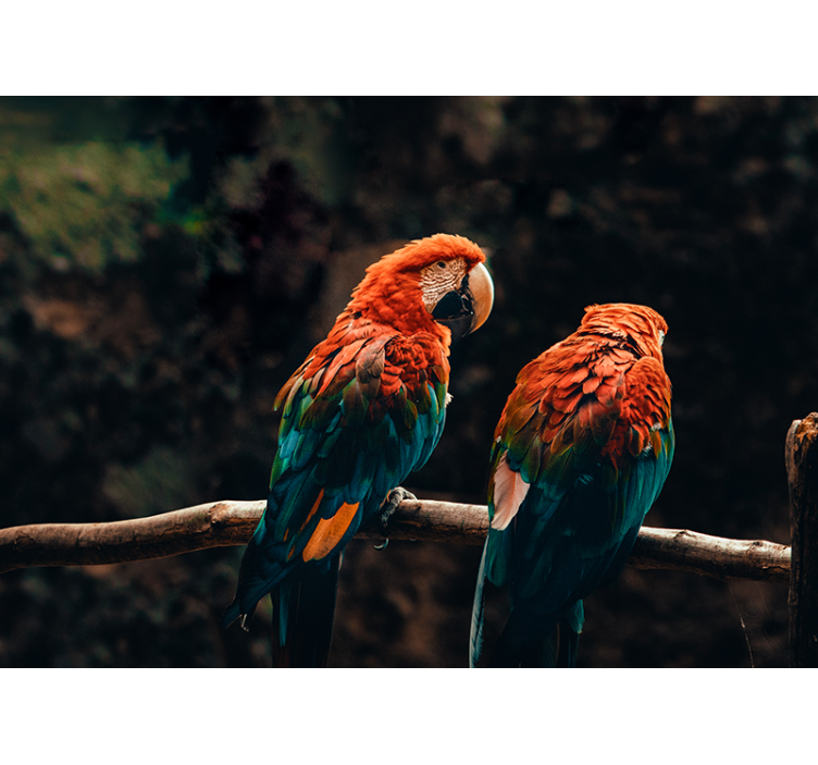 Renkli papağan duvar resmi - TenStickers