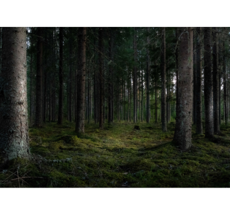 Orman duvar resmi - göz alıcı orman manzarası - TenStickers