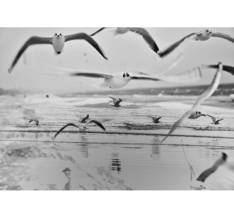 Okyanusun üzerindeki martılar hayvan duvar resim - TenStickers