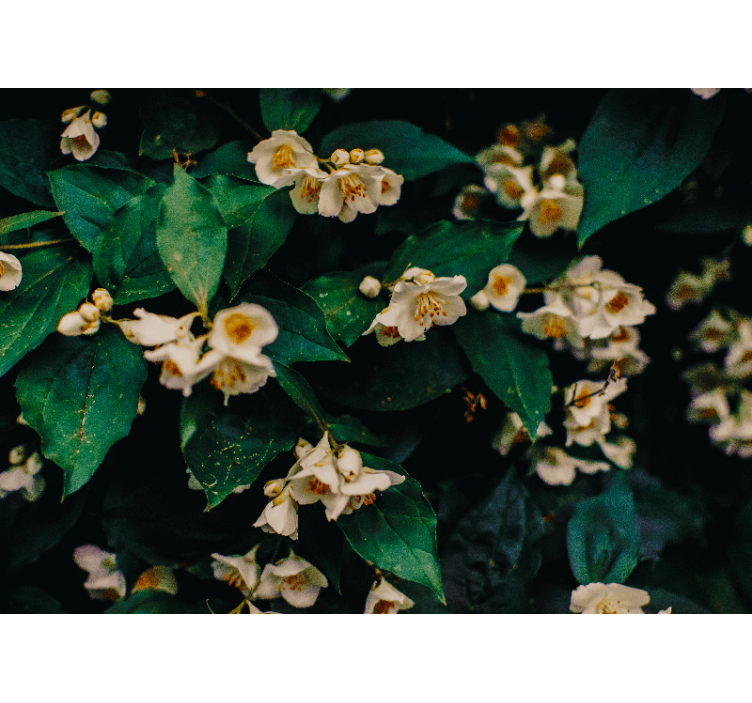 Yasemin çiçekleri banyo duvar resimleri - TenStickers