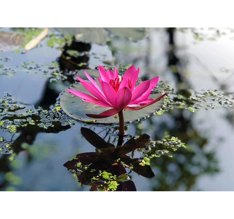 Güzel lotus çiçeği su duvar resmi - TenStickers