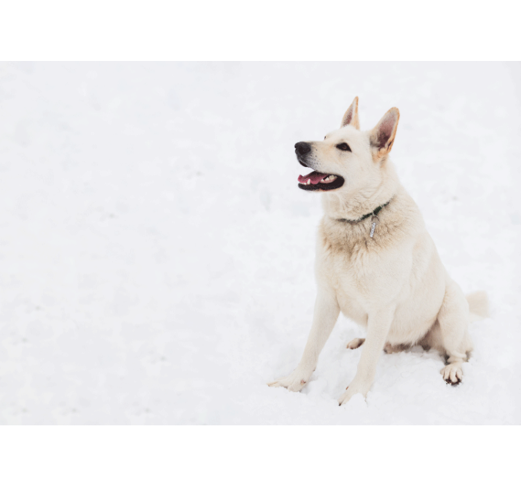 Mutlu beyaz köpek hayvan duvar resim - TenStickers