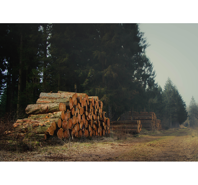 Ormandaki odun yığınları orman duvar resim - TenStickers