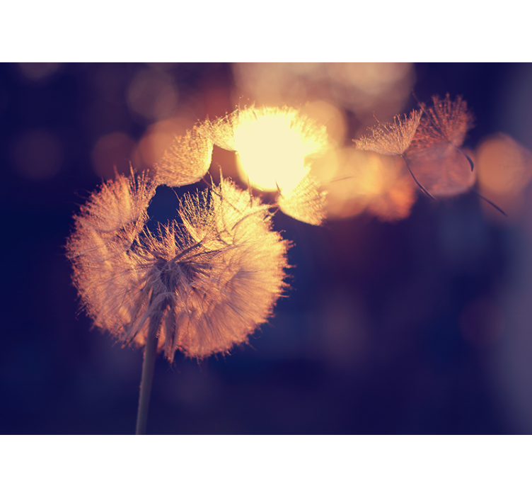 Karahindiba tasarım karahindiba duvar resmi - TenStickers