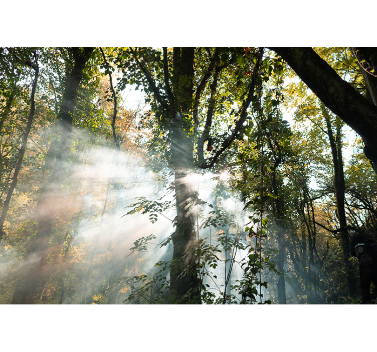 Yeşil kalın orman doğa duvar kağıdı - TenStickers