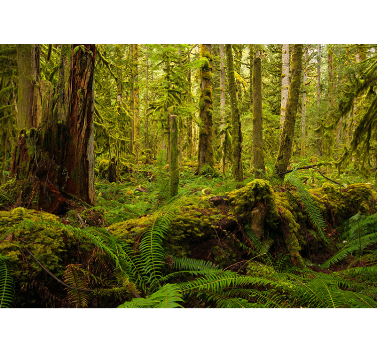 Orman yeşili doğa duvar resmi - TenStickers