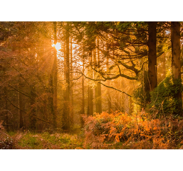 Aydınlatılmış orman manzarası doğa duvar resim - TenStickers