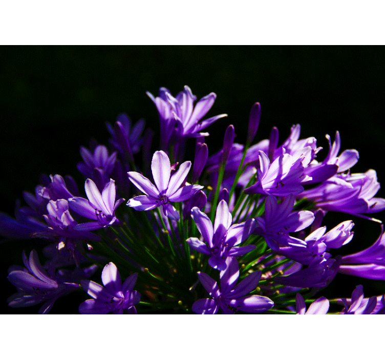 Mor çiçekler mutfak duvar resmi - TenStickers