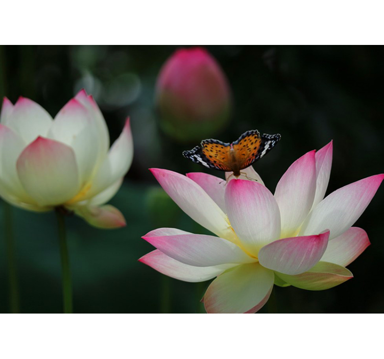 Zarif lotus çiçeği çiçek duvar resim - TenStickers