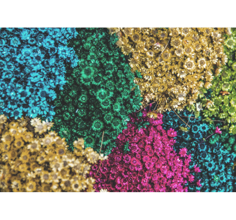 Gökkuşağı papatyalar duvar resmi - TenStickers