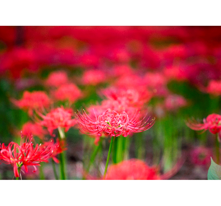 Haşhaş duvar resim canlı kırmızı Çiçekler - TenStickers