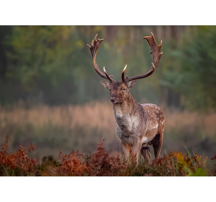 Tarlada yalnız geyik duvar kağıdı - TenStickers
