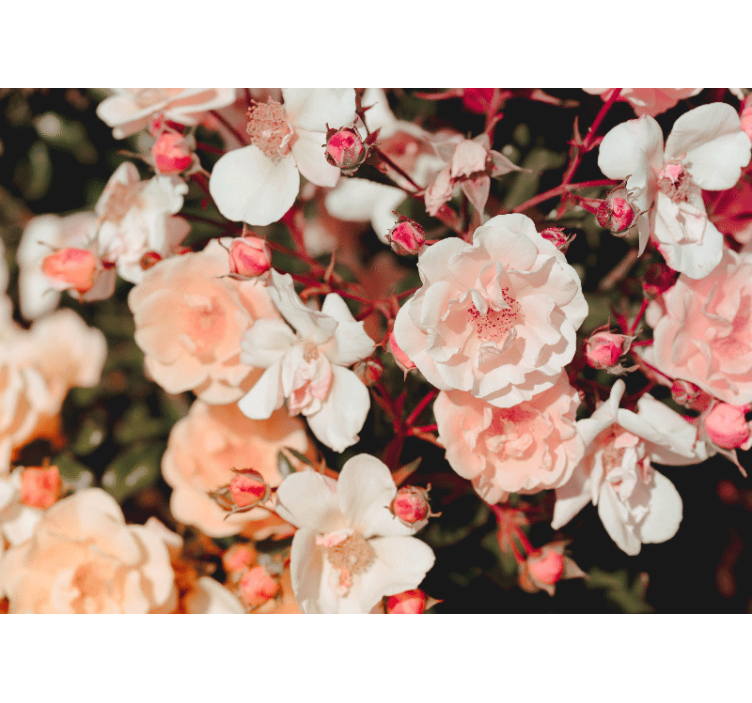 Çiçek duvar resim - açan gül yaprakları - TenStickers