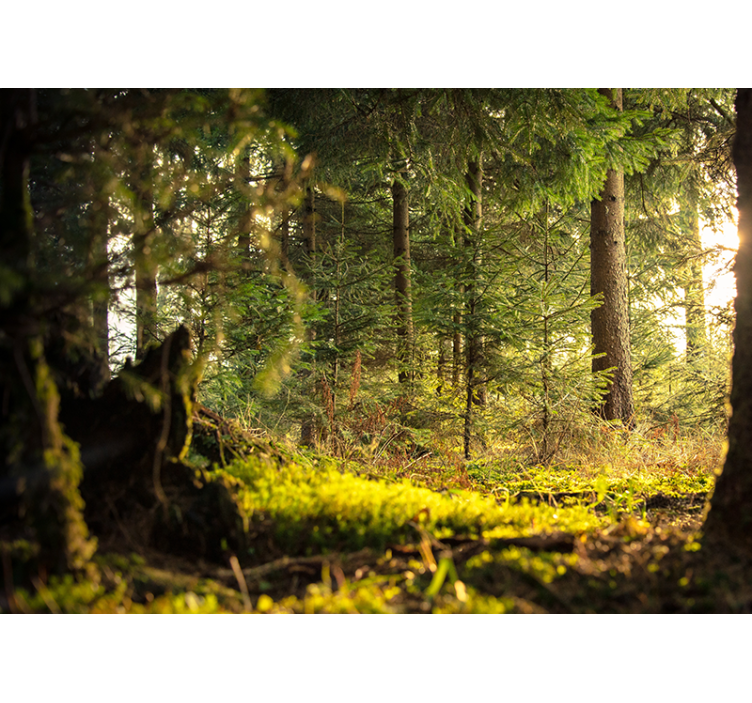 Orman duvar resmi - huzurlu yeşil manzara - TenStickers