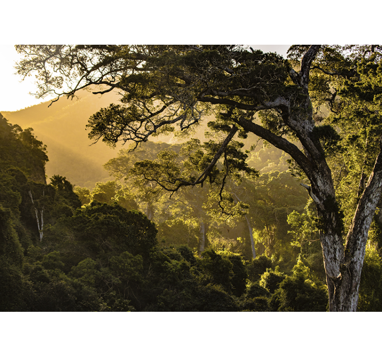 Doğa duvar resim - yeşil orman manzarası - TenStickers