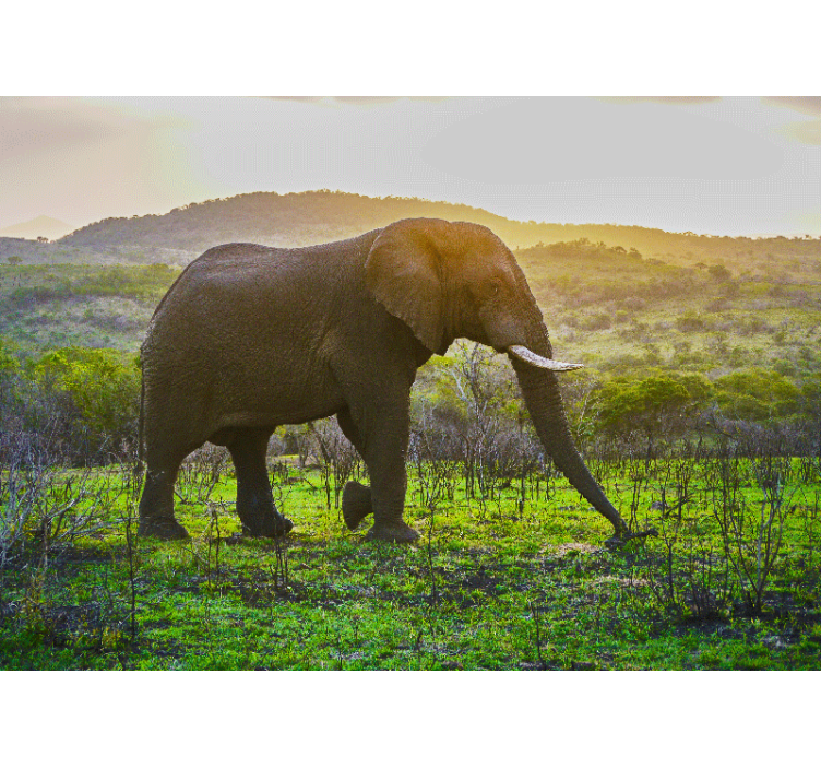 Ormandaki fil oturma odası duvar kağıdı - TenStickers