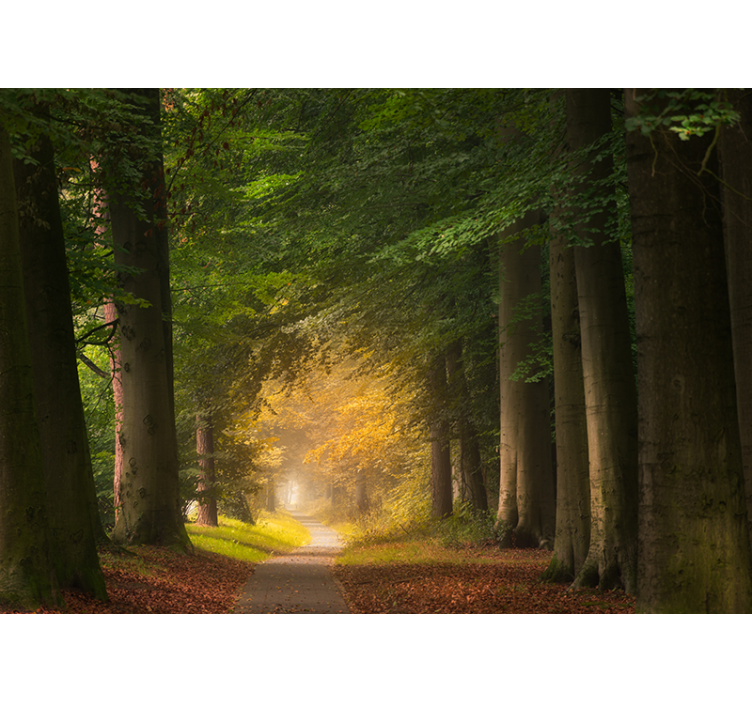 Ormanın içinden geçen sokak duvar kağıdı - TenStickers