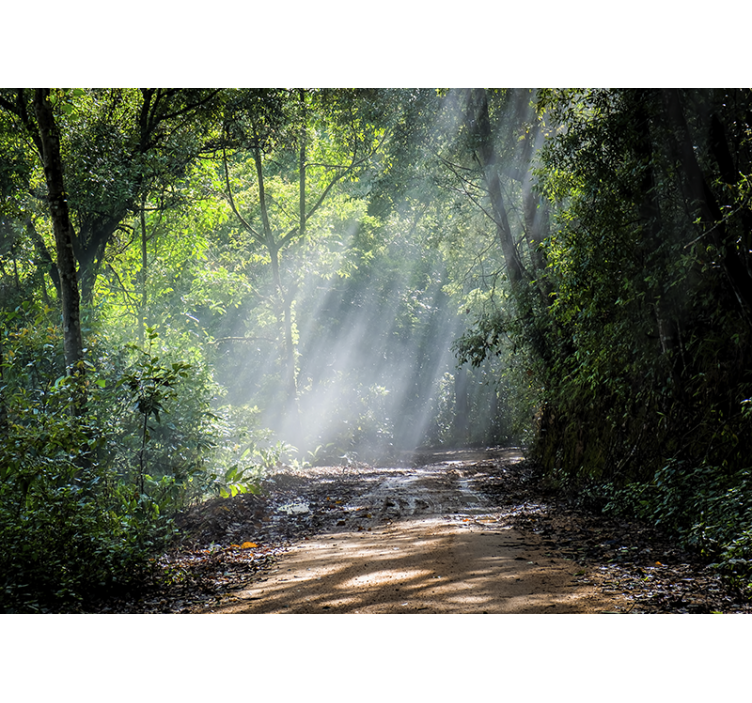 Doğa duvar resim parlak orman yolu - TenStickers