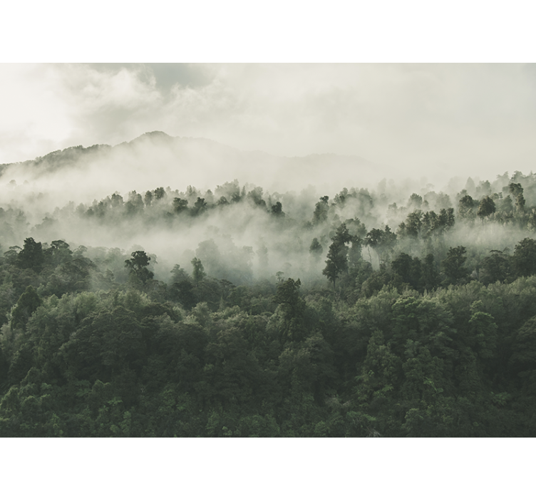 Orman duvar resim - Üstten sisli orman - TenStickers