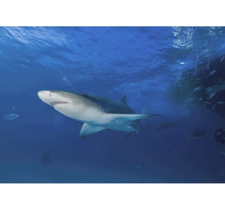 Okyanusta yüzen köpekbalığı duvar kağıdı - TenStickers